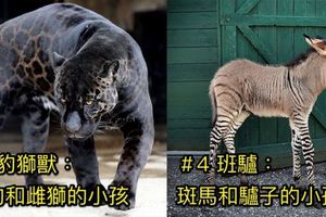 8種被人懷疑「根本從神話傳奇跑出來」的活生生混血動物！#2 雄虎和雌獅的小孩竟然又廢又弱！