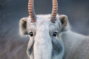 攝影師花2年時間踏遍全球拍攝瀕危動物，若不快拍「動物遺照」以後就拍不到了！