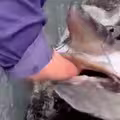 水族館巨魚張口咬手嚇壞網！館方回應了：是真魚不是Al