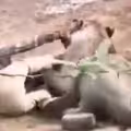 遭母獅硬上攻擊　男竟做出1動作