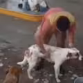 趁休息幫流浪狗洗澡　加油站員工慘遭解僱
