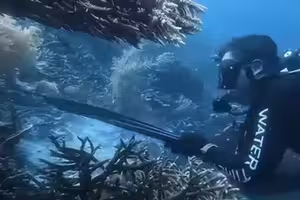 潛水教練射殺海龜　疑烹煮來吃下場慘了