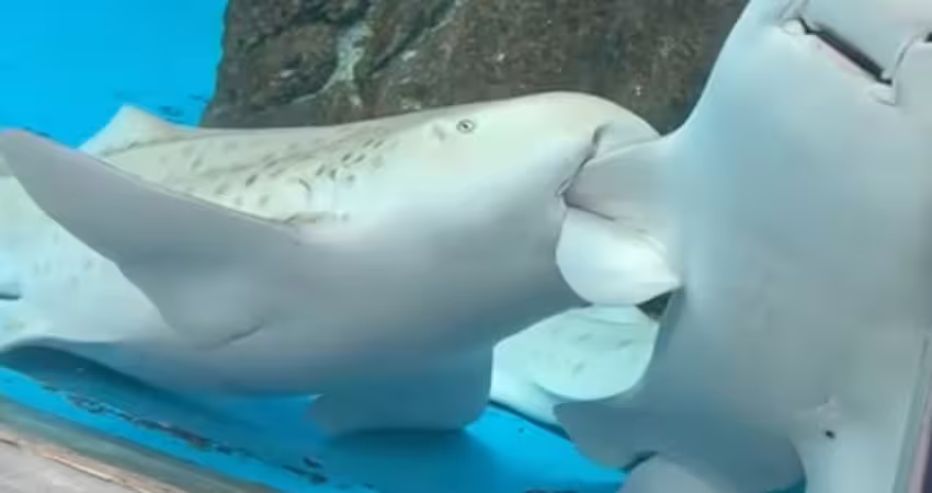 以為要打架！逛水族館驚見「鯊魚咬鯊魚」　工作人員：其實在談戀愛