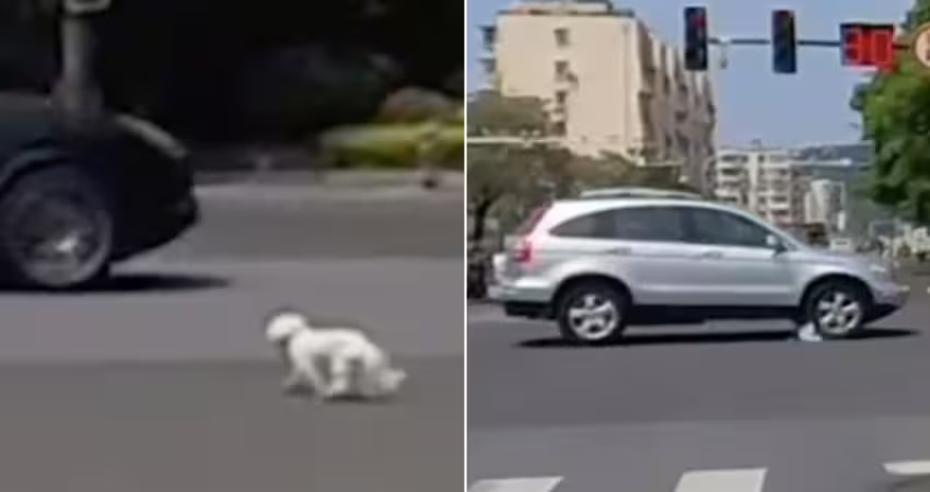 遛狗沒繫繩！小狗遭汽車輾過　女騎士路邊崩潰