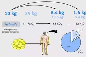 脂肪是如何排出体外的？不是排泄，不是流汗……