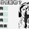 心理測試：你第一眼看到什麼動物？看你將來在感情上會有什麼危機