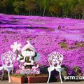 北海道粉紅地毯大爆發！全球最大規模芝櫻花海