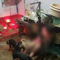 女主人疑觸電亡 10忠犬守護圍繞讓人鼻酸