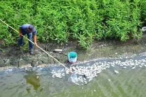 惡氣四溢！澎湖水庫水枯見魚屍　打撈驗水質