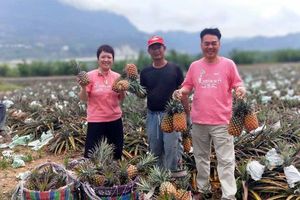 幫鳳梨農找出路！飯店幫忙賣鳳梨　業者笑：快變農產公司