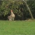 小雞想吃樹上食物 無奈身高有限…