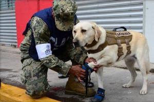 為什麼不給搜救犬穿鞋子？日本搜救犬協會這樣說