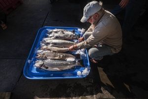 海蝨寄生，鮭魚生魚片還能吃嗎？專家這樣建議