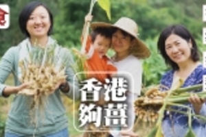 荔枝窩復耕唔賣荔枝 賣正宗本地薑