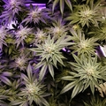 美國大麻銷量成長30%　加拿大預計2018年大麻全面合法化