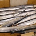 台灣和大陸過度捕撈？　日本秋刀魚漁獲「50年來最低」