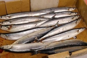 台灣和大陸過度捕撈？　日本秋刀魚漁獲「50年來最低」