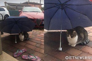 雨傘晾門口...貓星人偷跑進來躲雨　女主被萌到手刀按快門