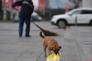 毛孩幫忙「清垃圾」...叼給清潔工拔拔　清晨5點就開工