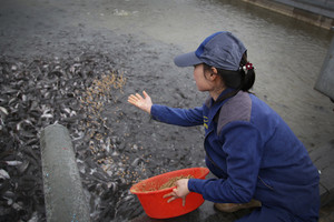 寒流發威農漁民損失慘　產險業啟動快速理賠  原文網址: 寒流發威農漁民損失慘　產險業啟動快速理賠