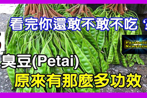 原來臭豆(Petai) 有那麼多功效！