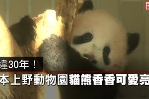 【影片】睽違30年！　日本上野動物園貓熊香香可愛亮相