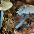 雲南發現“藍瘦香菇”家族新成員（圖）