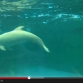 日本稀有白化海豚 生氣時變粉紅色