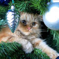 《貓的聖誕節》喵～人家也想要過聖誕節喵ᵔᴥᵔ