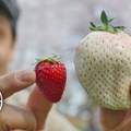 草莓控注意《巨無霸白草莓》這次是真的很大很大很大.....