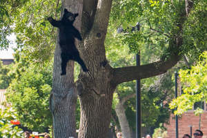 《拯救亂爬樹熊熊大作戰》看著牠們一臉平靜的跳下....一種莫名的悠哉感～