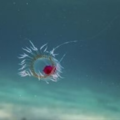 這種水母從一個自由遊動的小小浮浪幼蟲開始了牠的生命