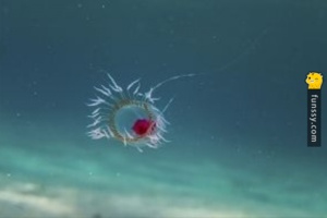 這種水母從一個自由遊動的小小浮浪幼蟲開始了牠的生命