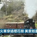 阿里山粉櫻繽紛 搭蒸氣火車漫遊