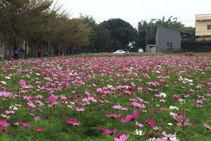 冬季也能賞花！波斯菊花海怎麼拍都很美