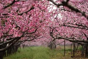 塔羅靈測：春滿人間桃花開，桃花運勢如何？採薇帶你走一回！神准