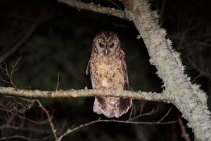 太平山森林遊樂區 住宿客獨享夜觀貓頭鷹