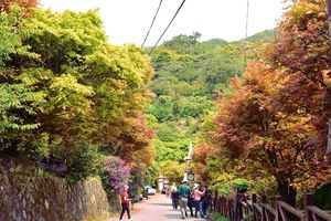 菁山滿街楓紅了！初夏森林小旅行正療癒