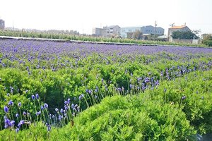 四季都有花海可賞 全台五大花海農場