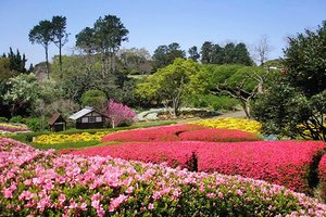 夢幻美景連當地人都讚嘆 日本春日五大絕景