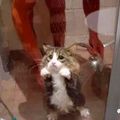 不是說貓怕水嗎，怎麼會有這麼喜歡玩水的貓？這些貓是水做的吧