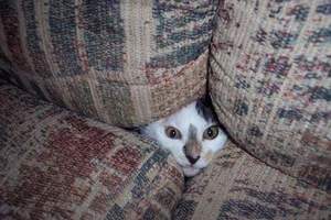 《偷窺中的貓咪》對找掩護沒概念的小蠢貓們超可愛（抱緊）
