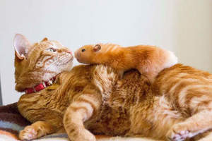 動物家族《貓與倉鼠》為什麼會有種儲備糧食的感覺XD