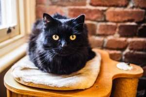 《黑貓不容易被領養跟不上相有關？》仔細回顧會發現好像真的是這樣？