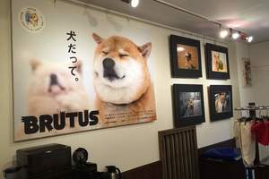 人氣柴犬《丸太郎的主題館》不僅可以看展 還有周邊可以買喔