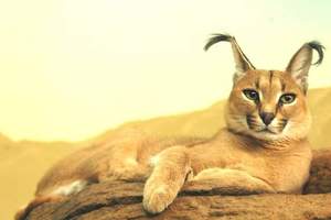 天生自帶雙馬尾♥《獰貓》可愛的外表其實是小型貓科最凶猛動物