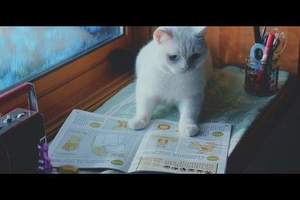 《貓咪專用通信講座》喵星人在家也能利用時間讀書自學ww