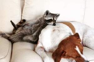 《自以為是狗的浣熊》最喜歡跟狗朋友抱抱♥