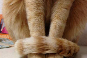 《貓的手卷》超可愛的貓尾圍巾也可以借人家一下嗎♥