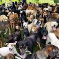 整個島嶼被狗佔領，「狗島」哥斯達黎加，900多條流浪狗的天堂